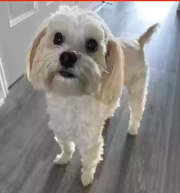 Lost dog in Fort Wayne, IN, 46825