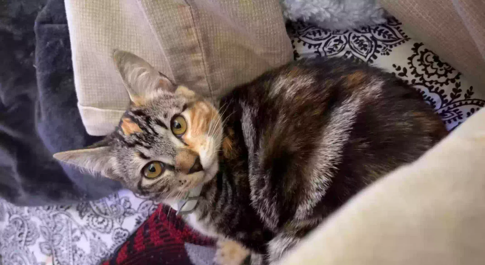 Lost cat in Battle Ground, WA, 98604