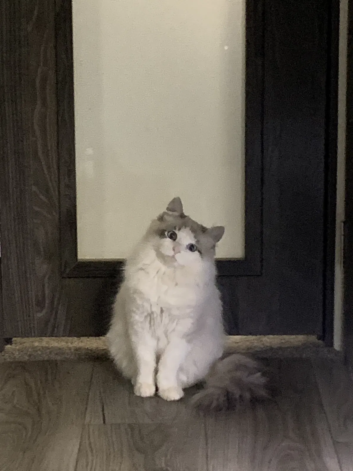 Lost cat in Menifee, CA, 92584