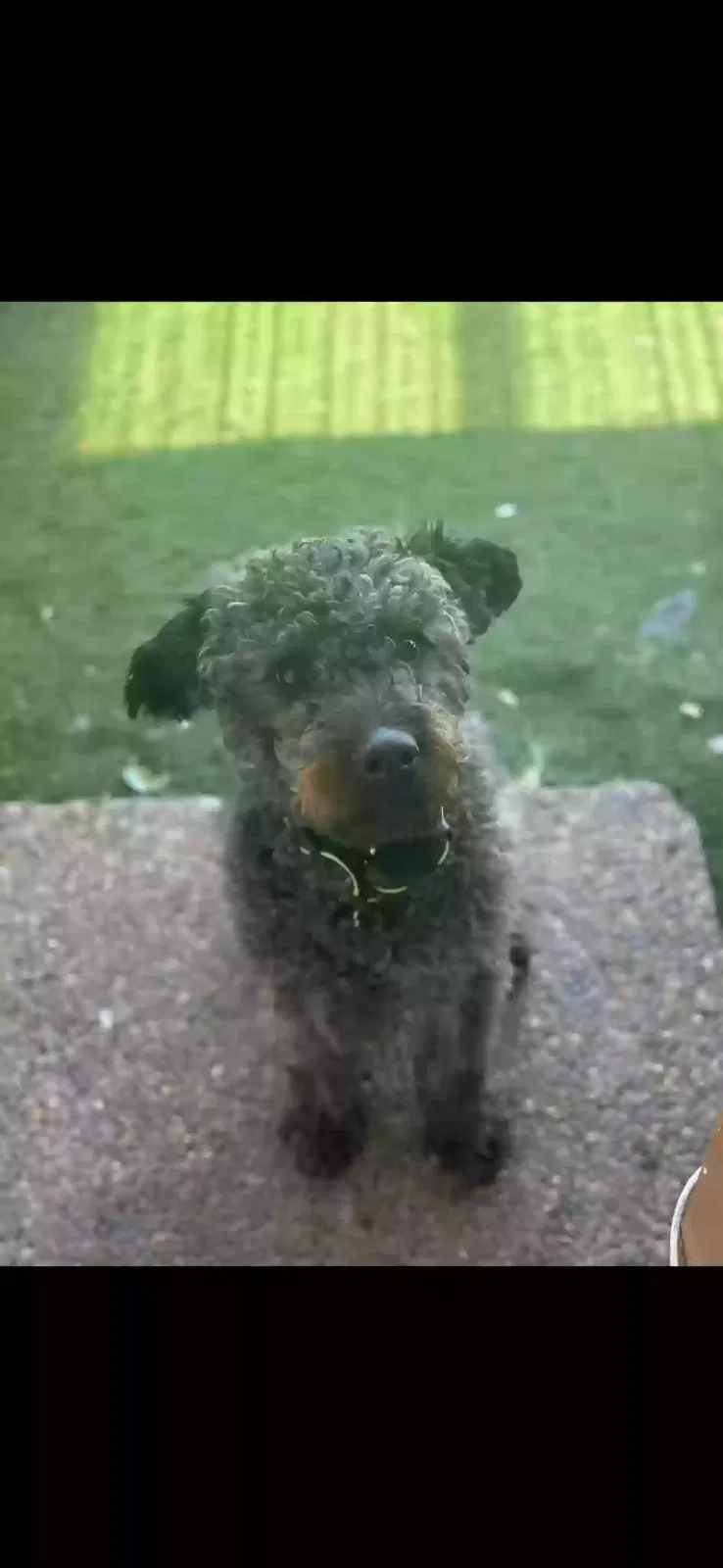 Lost dog in San Juan, TX, 78589