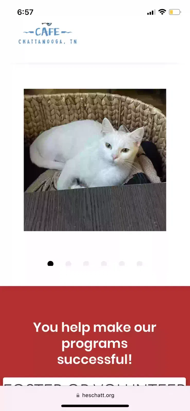 Lost cat in Hixson, TN, 37343