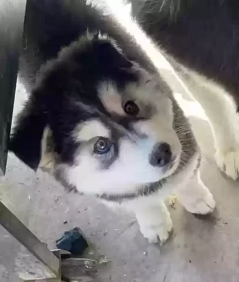 Lost dog in Mission, TX, 78574