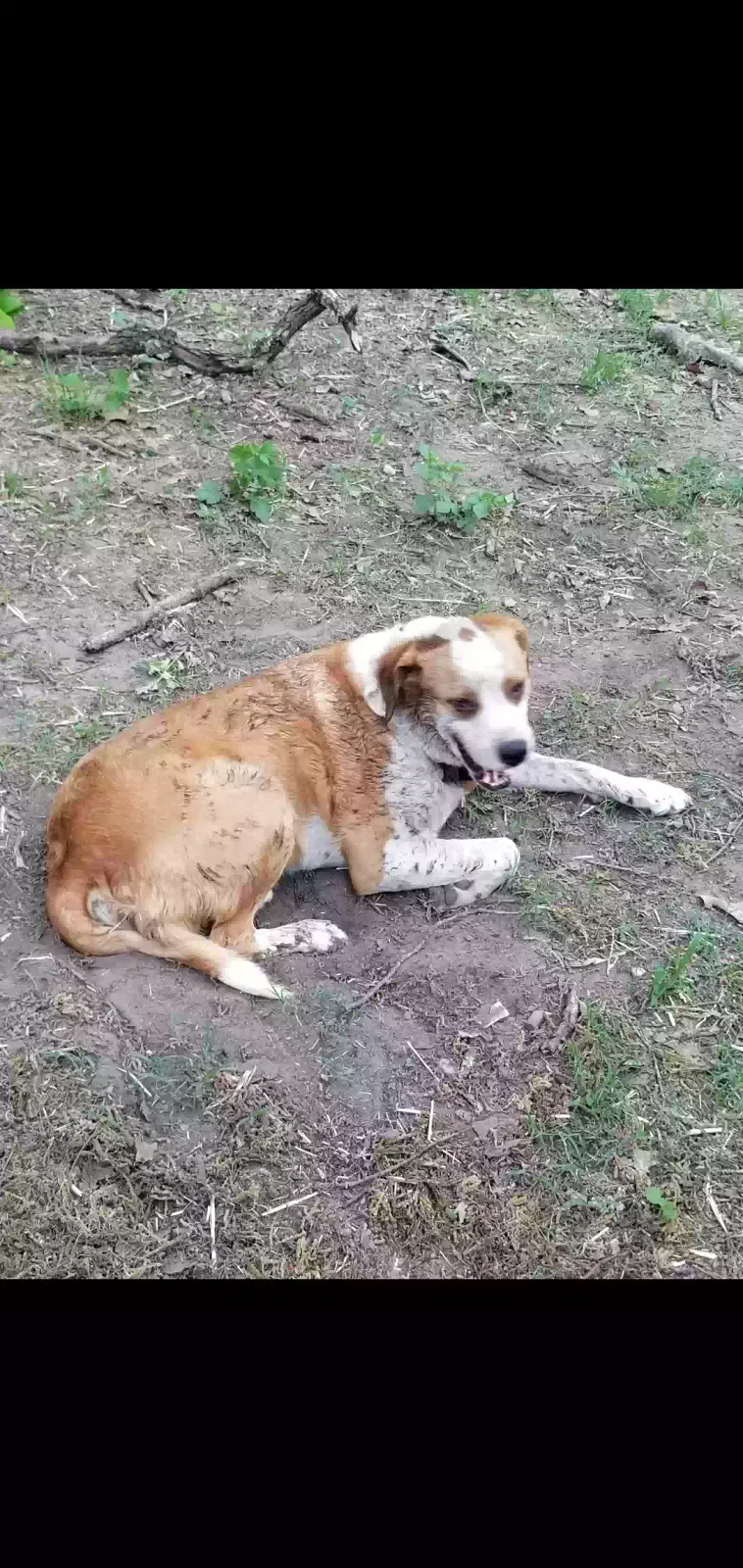 Lost dog in Prague, OK, 74864