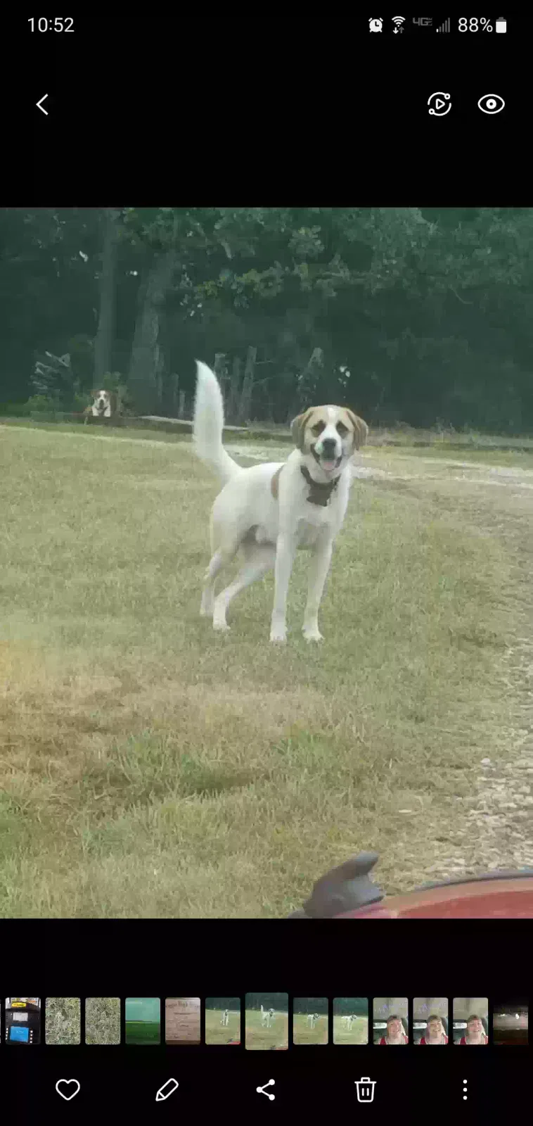 Lost dog in Prague, OK, 74864