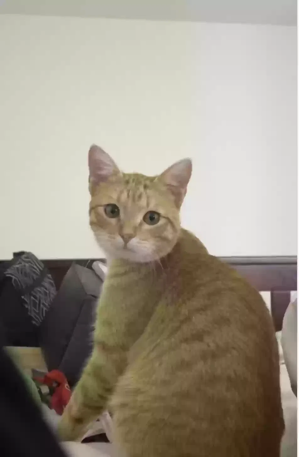 Lost cat in Dallas, TX, 75231