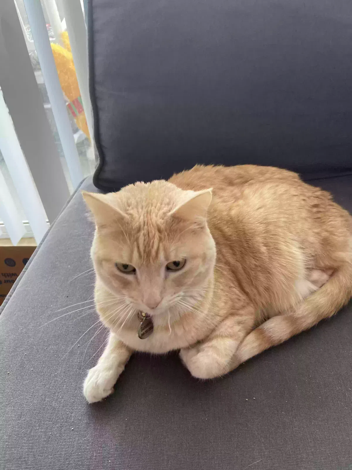 Lost cat in Villa Park, CA, 92861