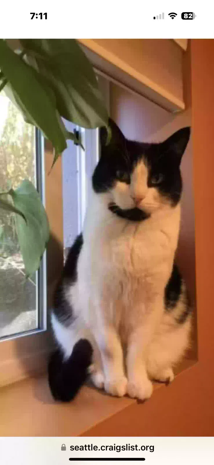 Lost cat in Seattle, WA, 98133