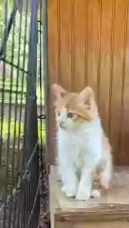 Lost cat in Charlotte, NC, 28214