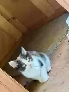 Lost cat in Charlotte, NC, 28214