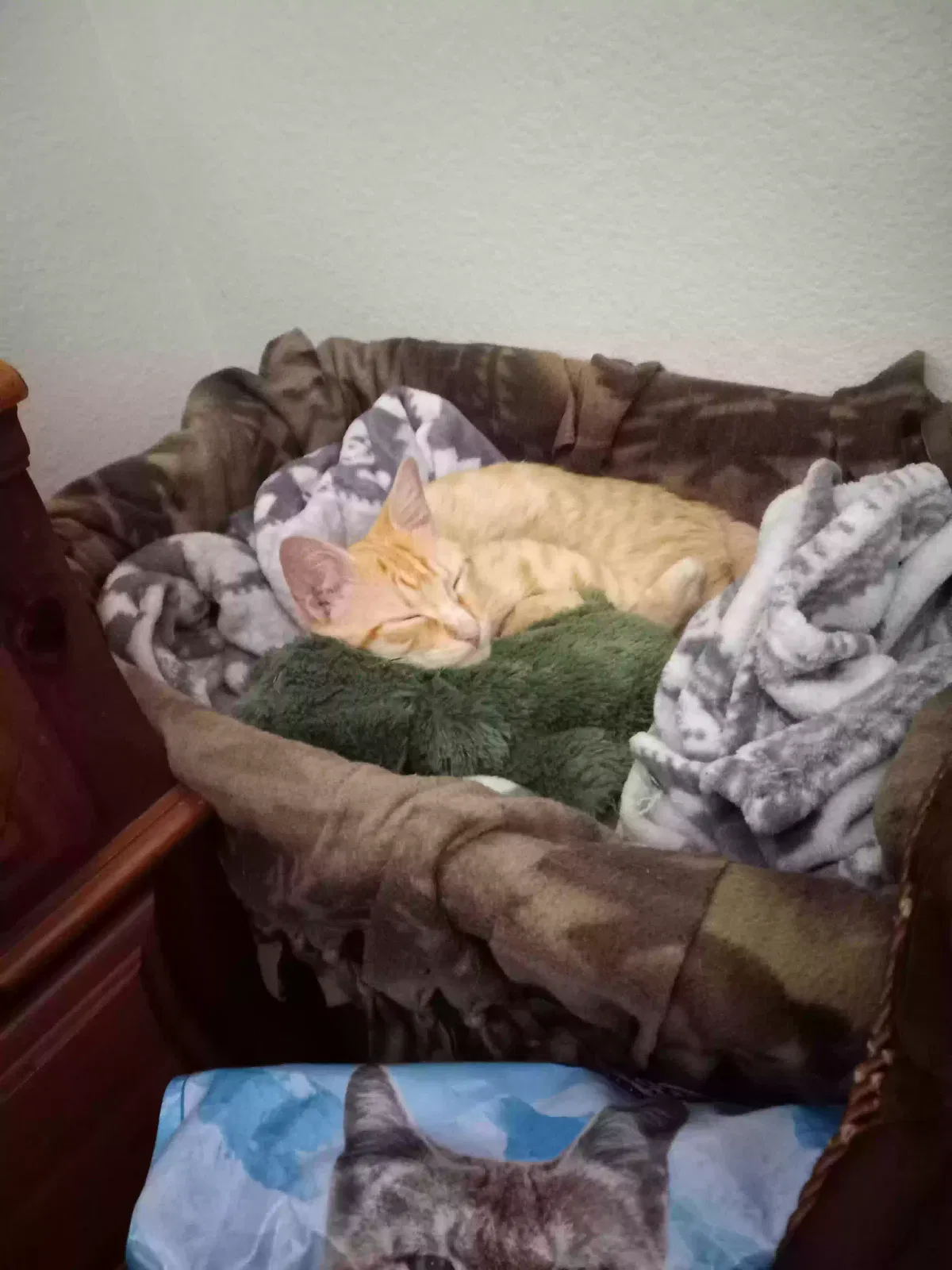 Lost cat in Las Vegas, NV, 89110