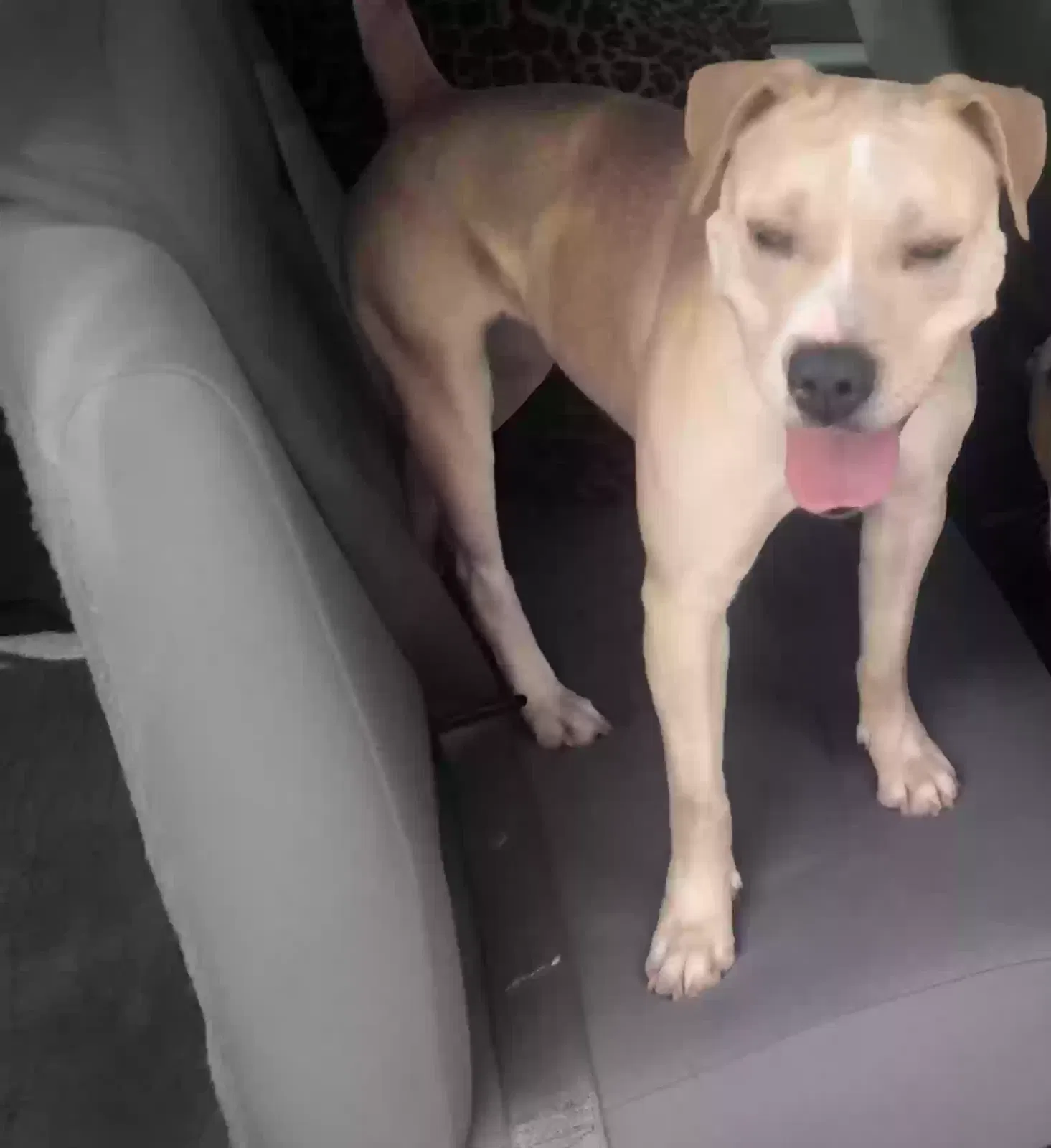 Lost dog in Pahrump, NV, 89048
