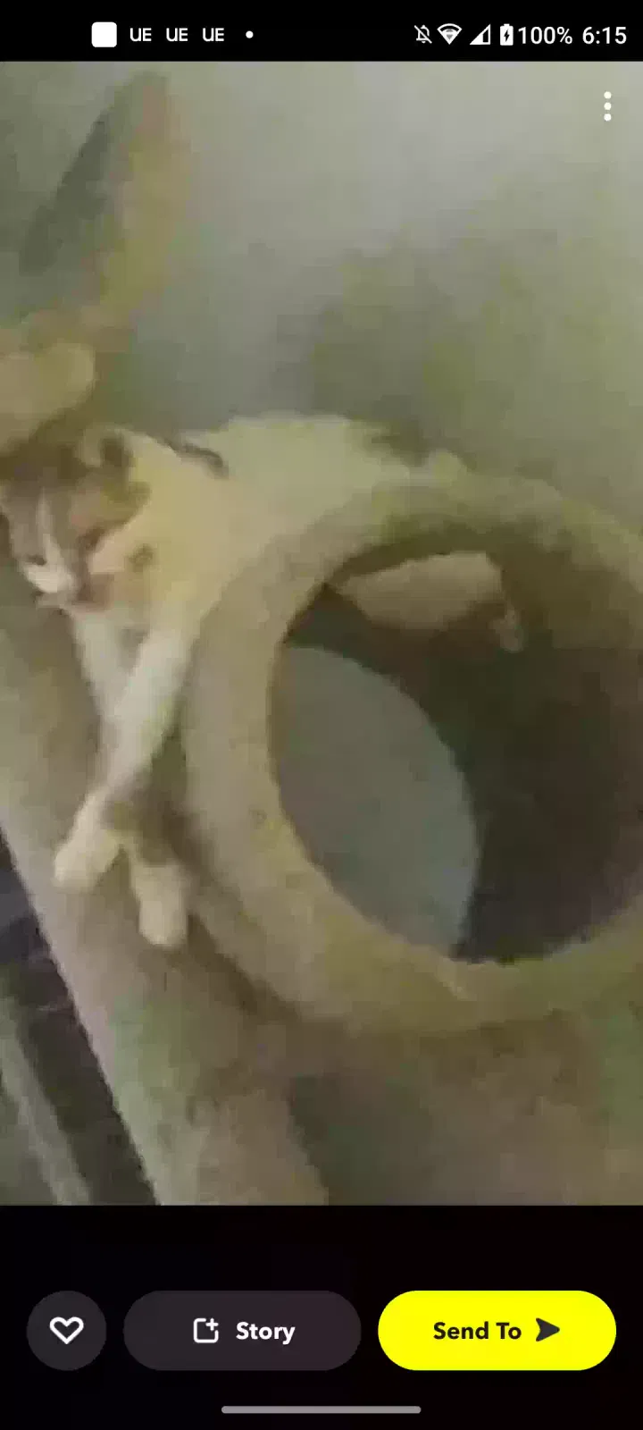 Lost cat in Belle Mead, NJ, 8502