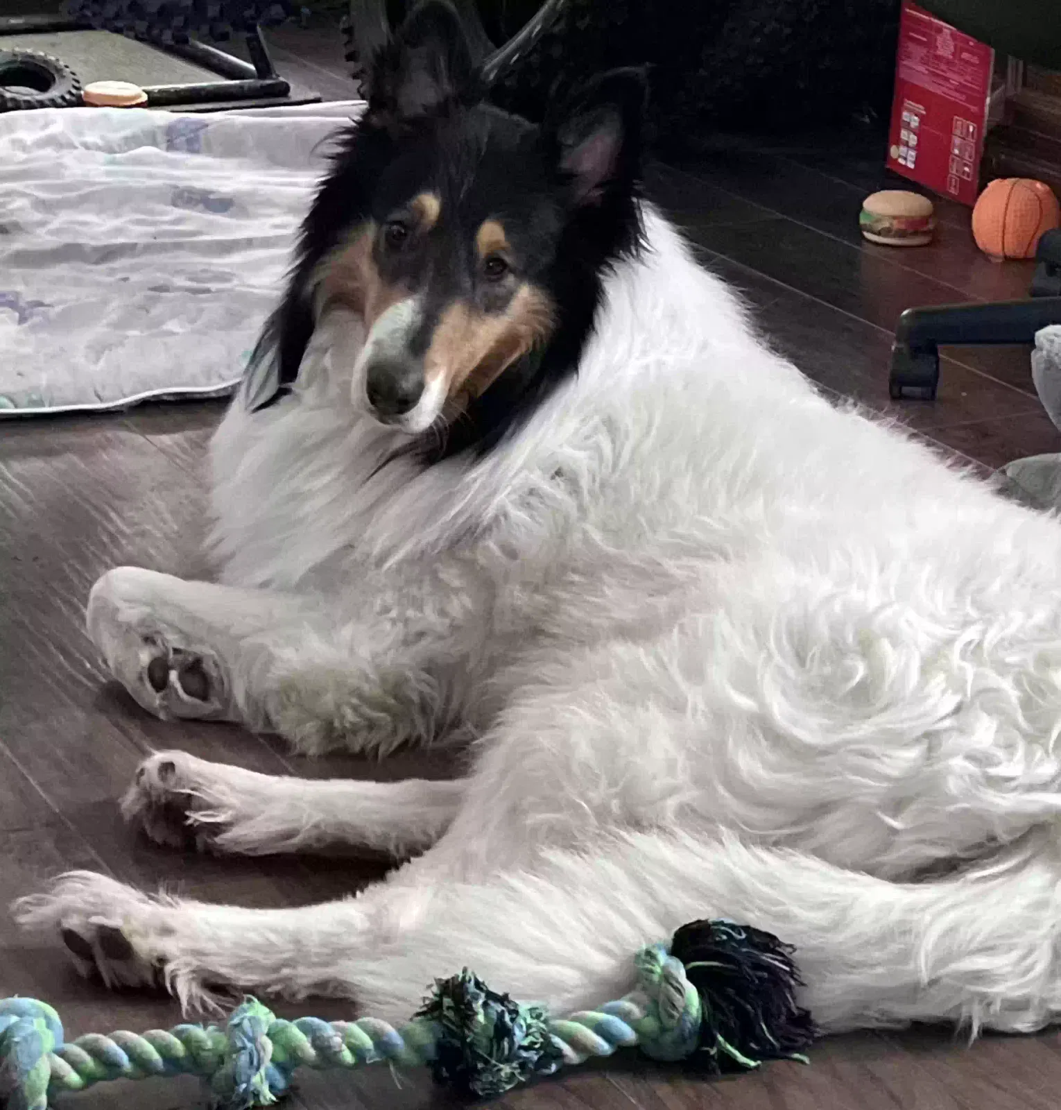 Lost dog in Sandstone, MN, 55072