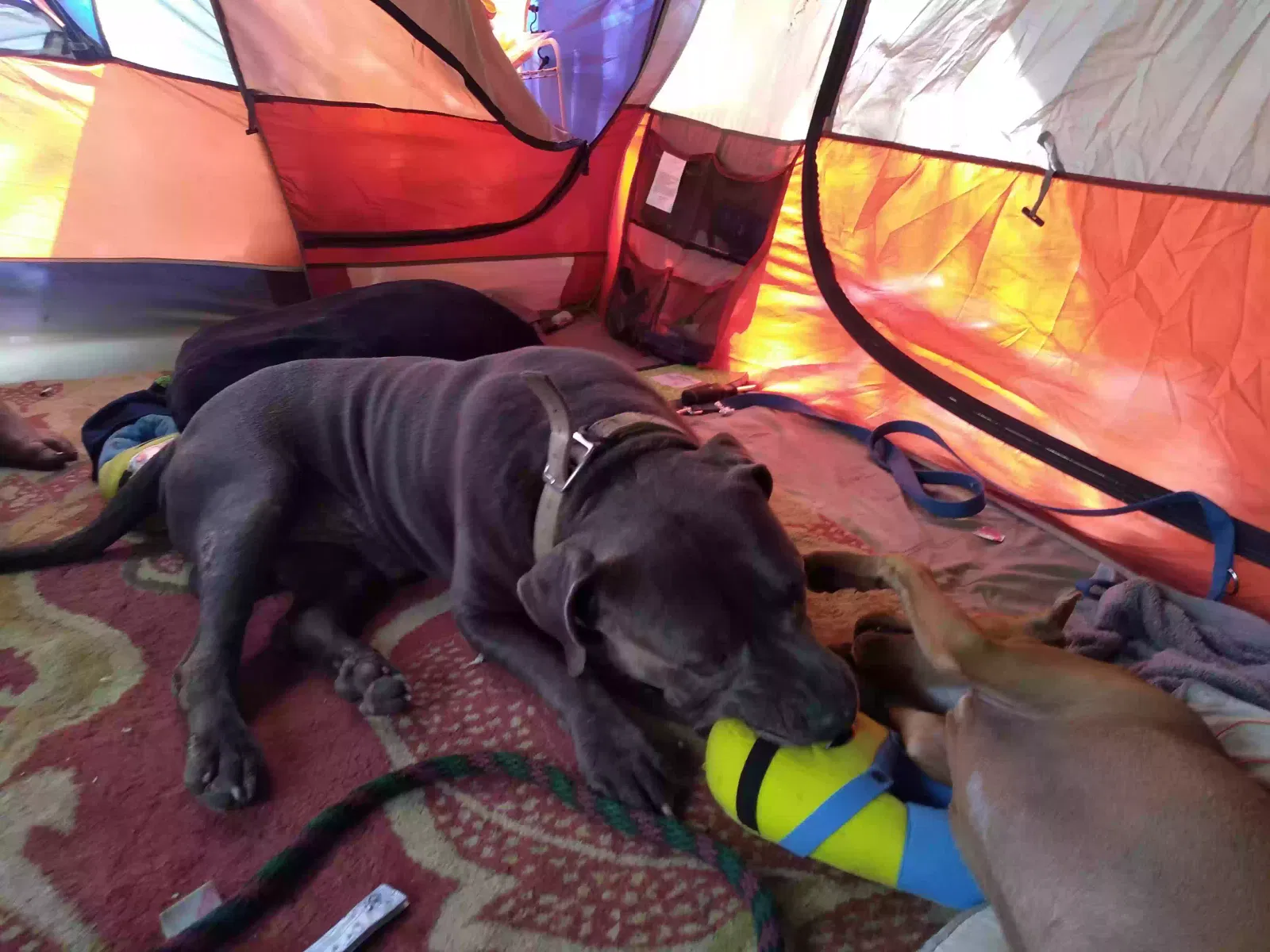 Lost dog in Waimanalo, HI, 96795