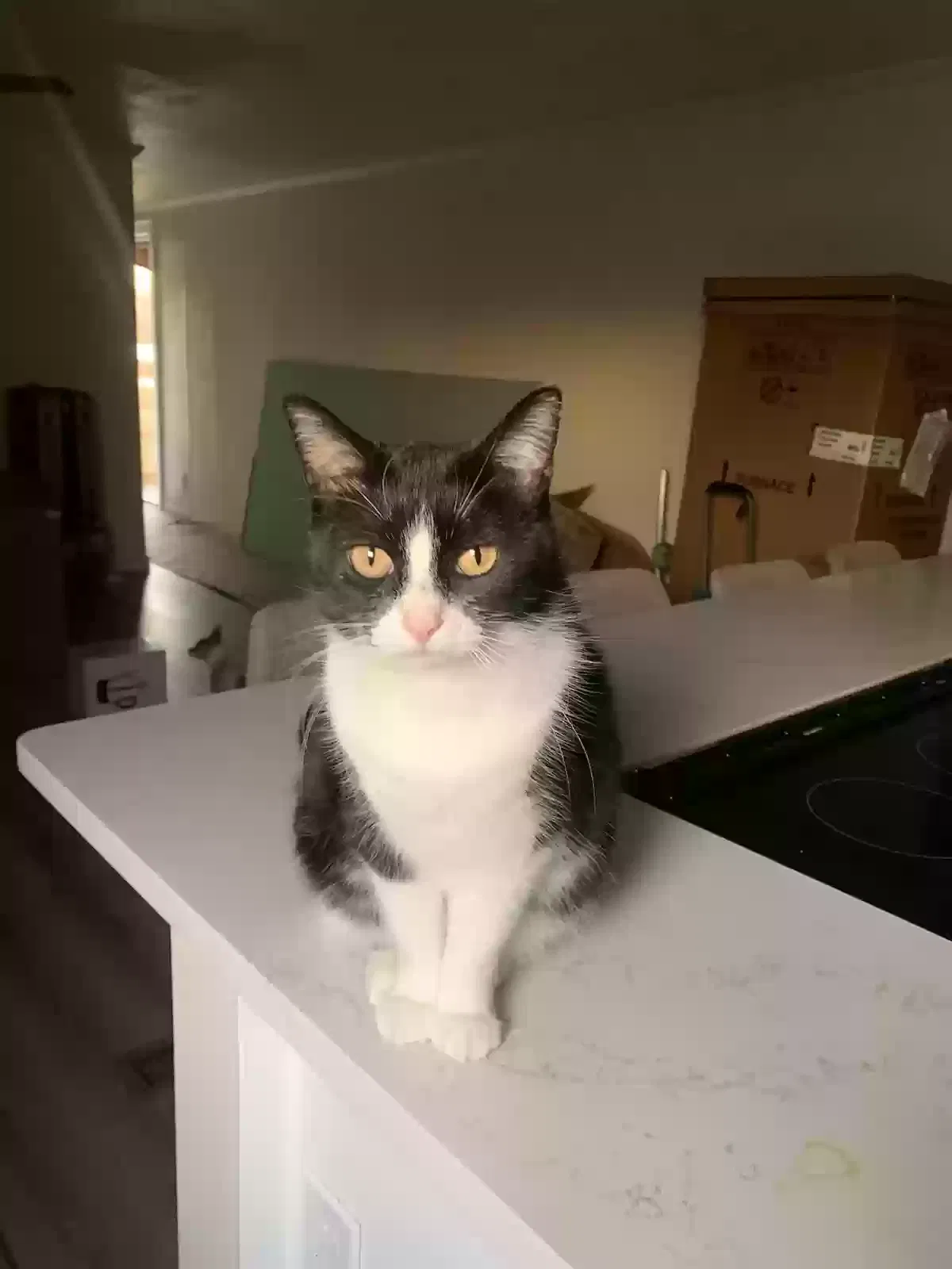 Lost cat in Balch Springs, TX, 75180