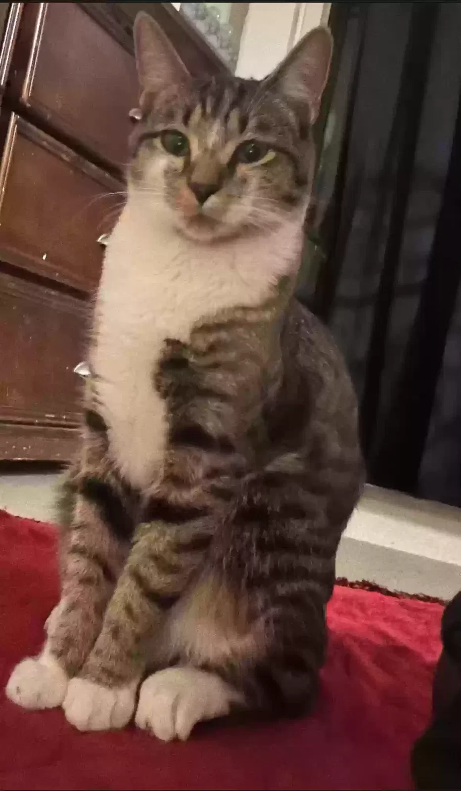 Lost cat in Lewisville, NC, 27023