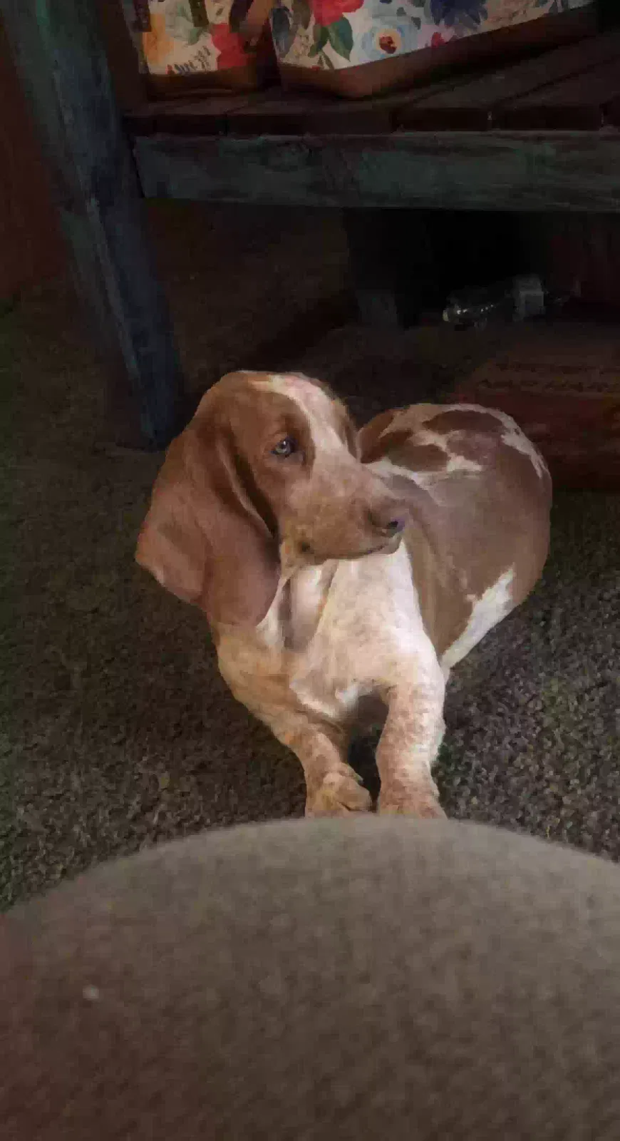 Lost dog in Pope, MS, 38658