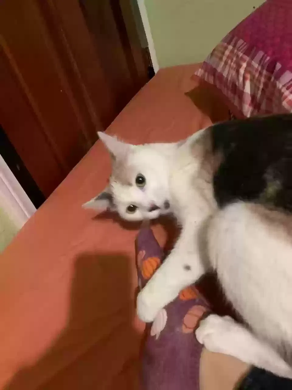 Lost cat in Sylmar, CA, 91342
