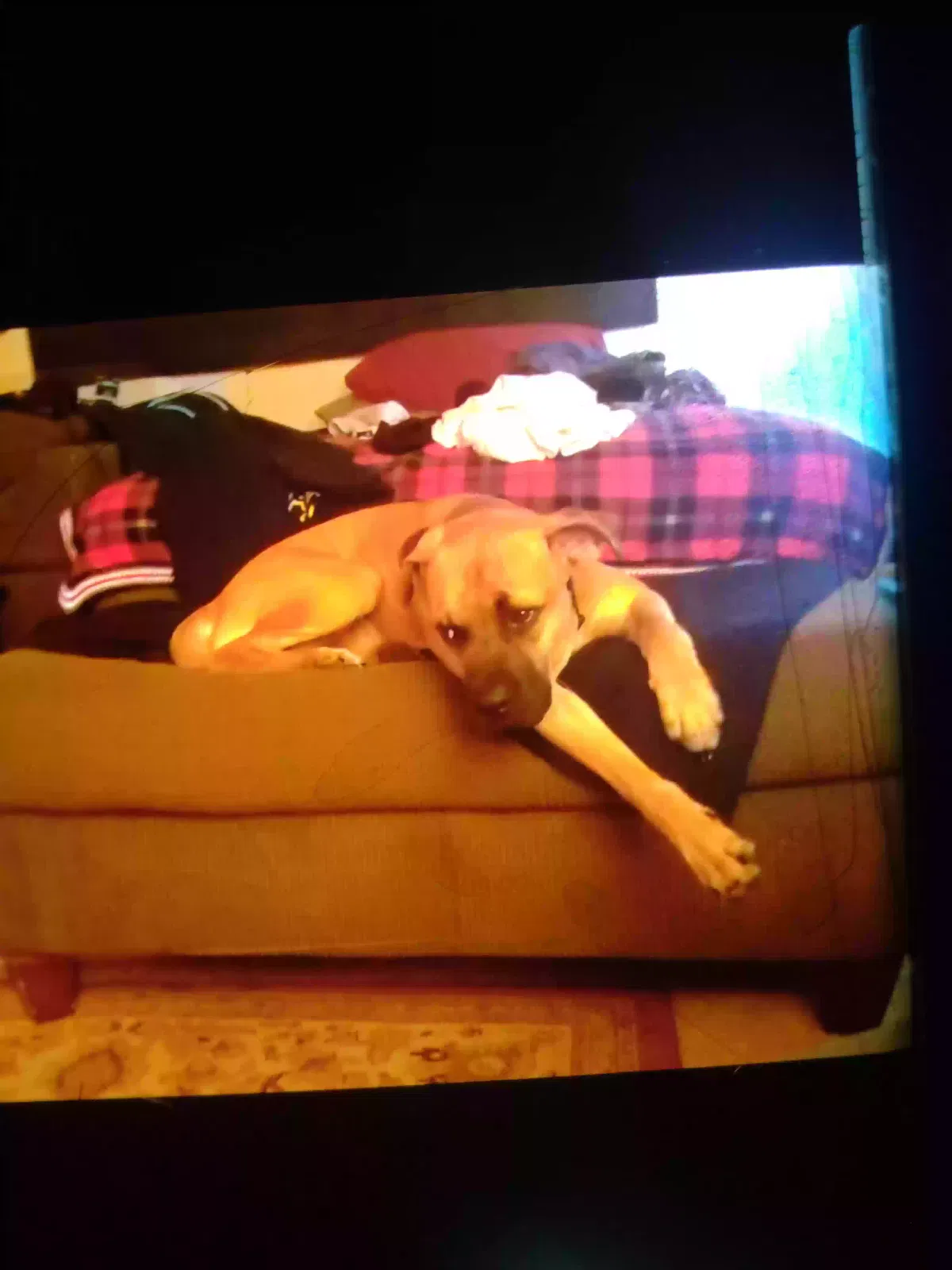 Lost dog in Gainesville, TX, 76240