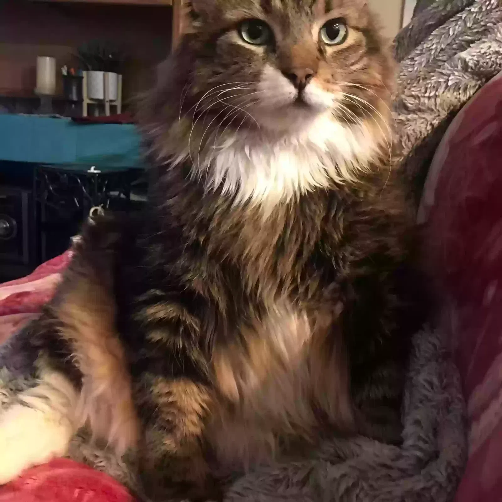 Lost cat in Las Vegas, NV, 89115