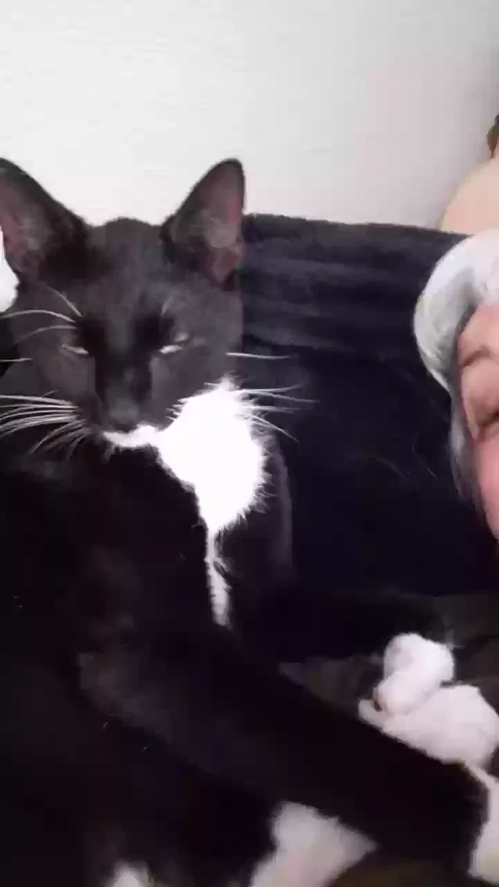 Lost cat in Tampa, FL, 33611