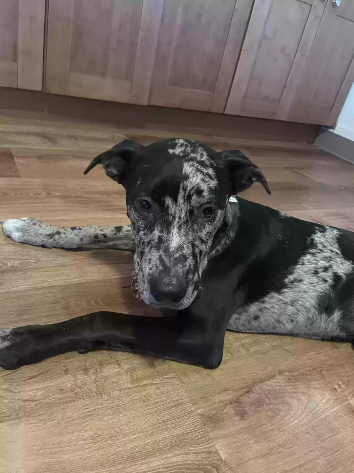 Lost dog in Hilo, HI, 96720