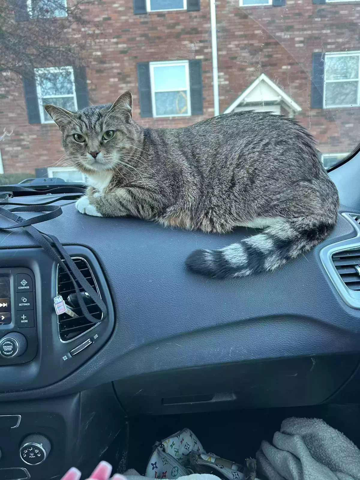 Lost cat in New Palestine, IN, 46163