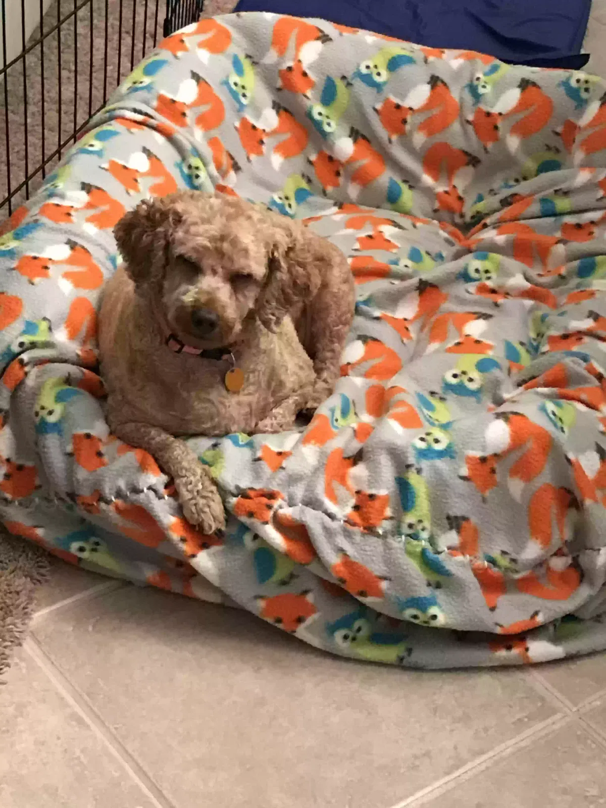 Lost dog in Unknown, TX, 76165