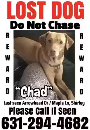 Lost dog in Shirley, NY, 11967