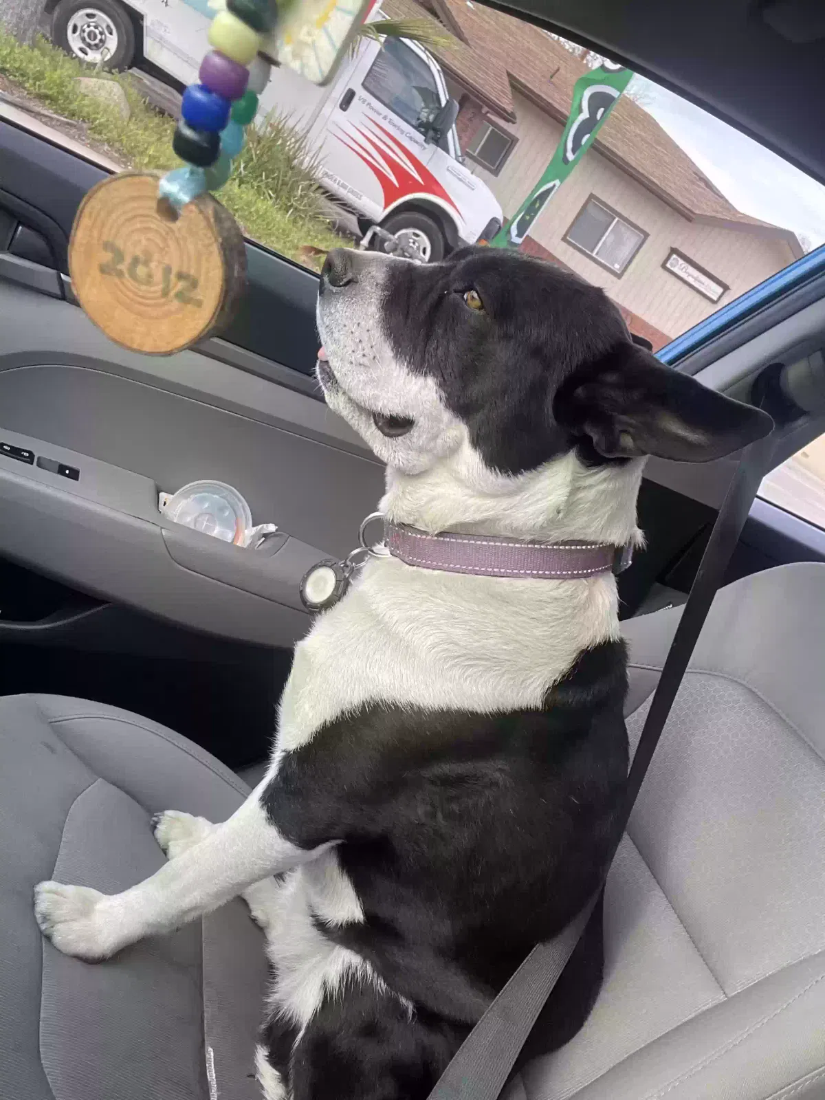 Lost dog in Fresno, CA, 93726