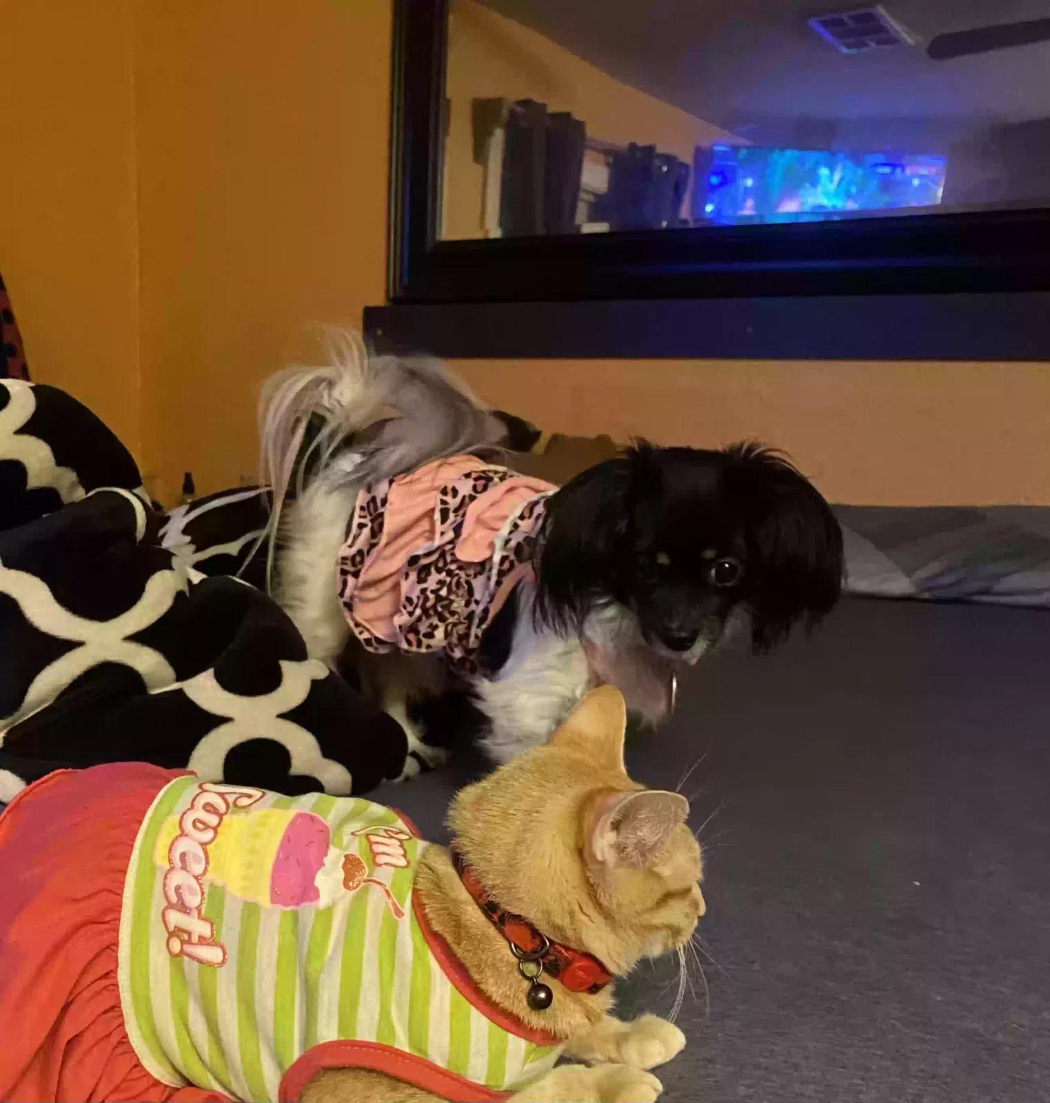 Lost dog in Dallas, TX, 75223