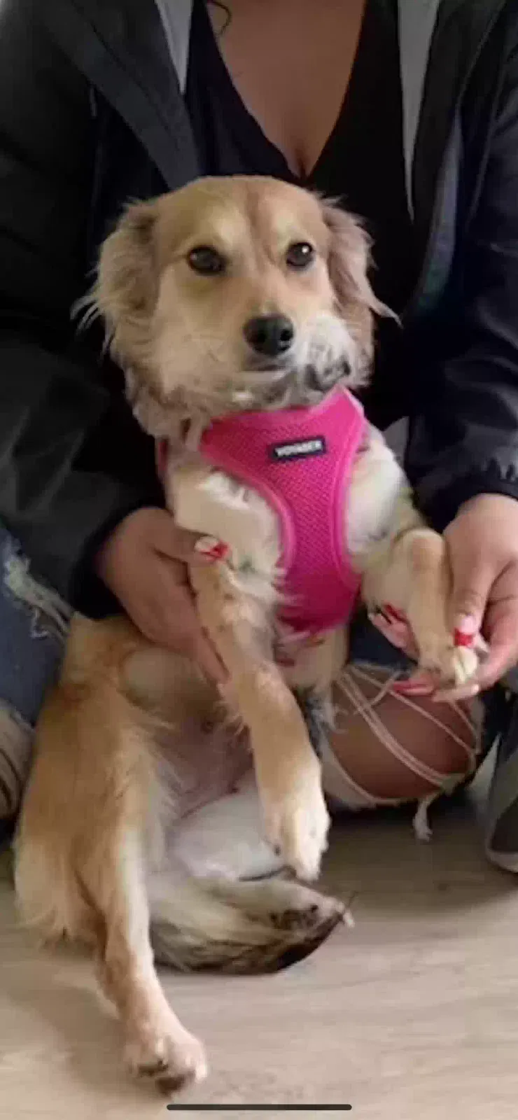 Lost dog in San Diego, CA, 92102