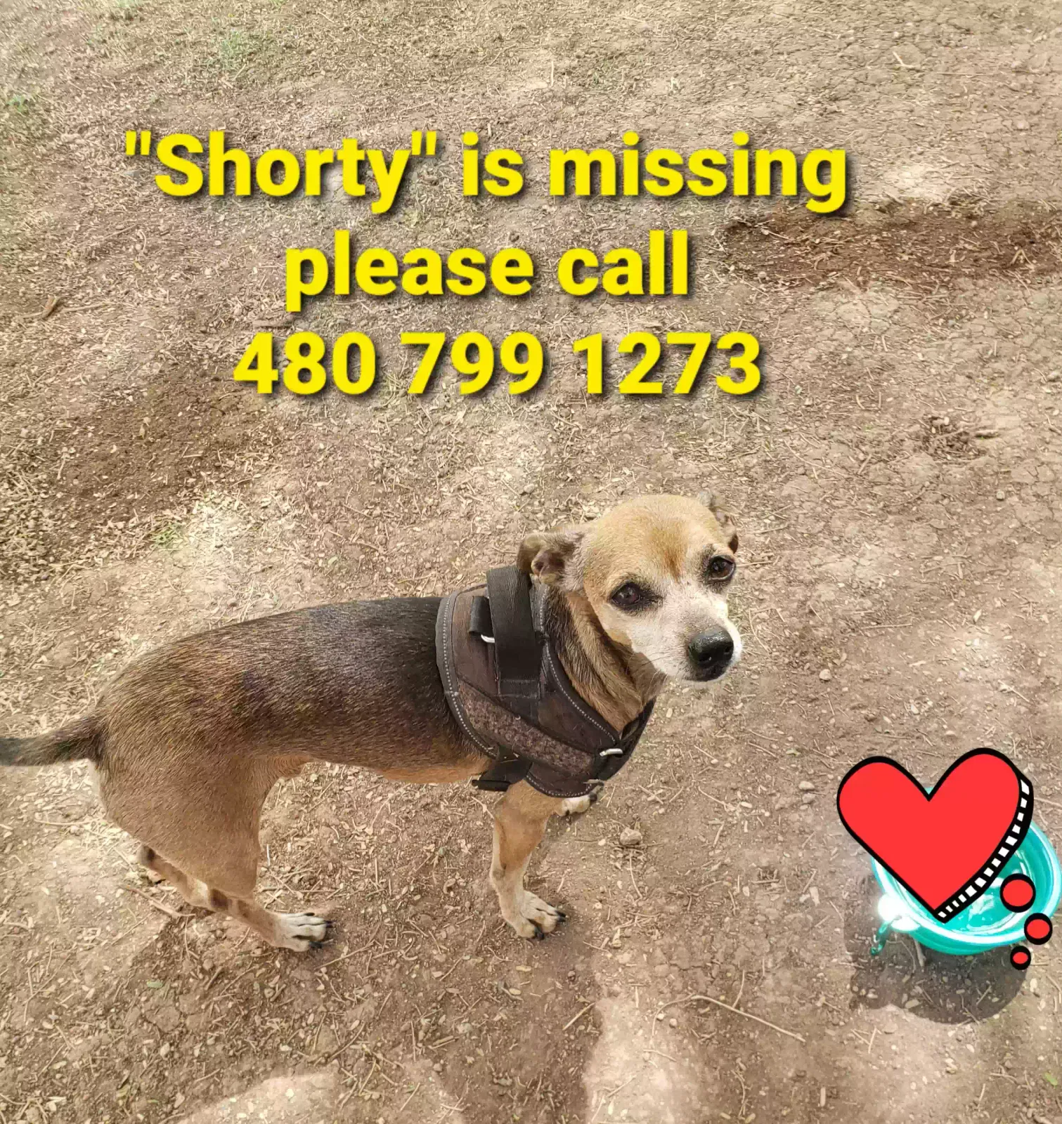 Lost dog in Ehrenberg, AZ, 85334