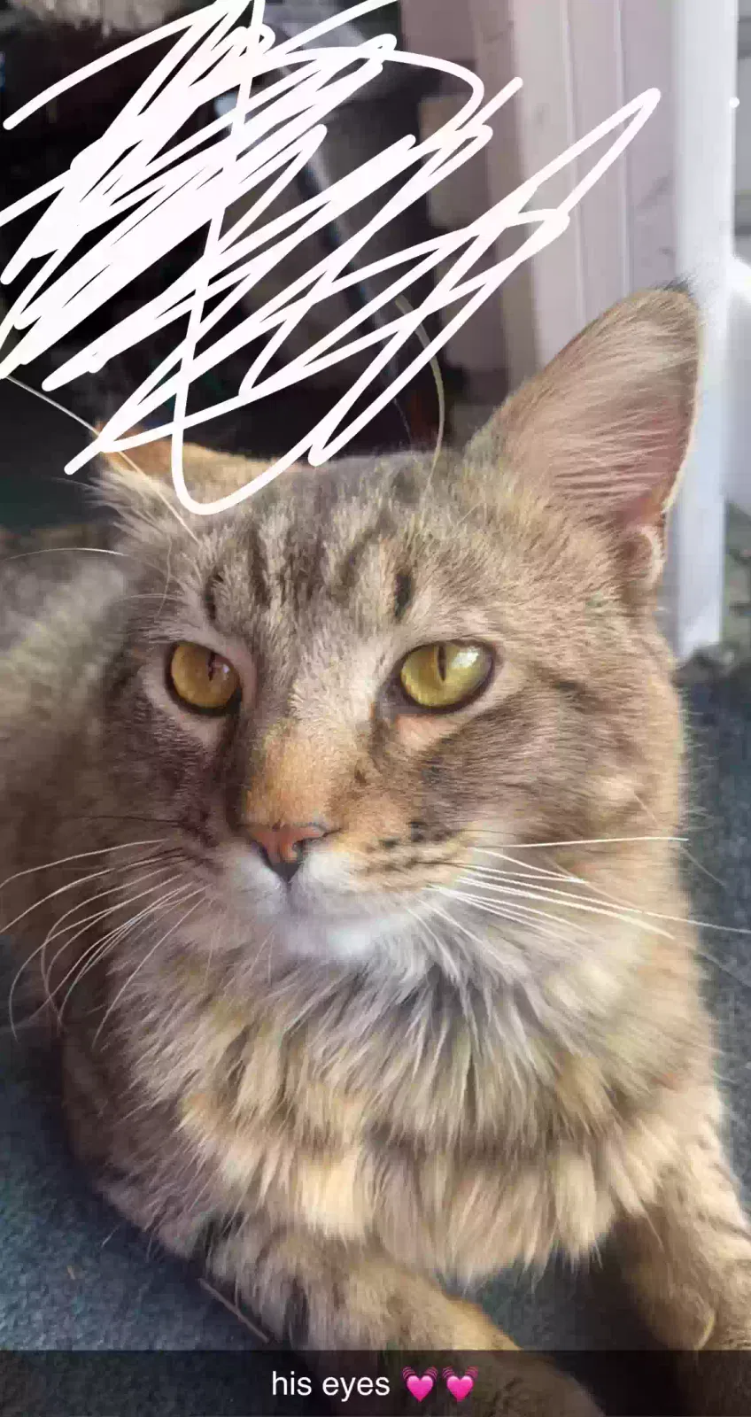 Lost cat in Dravosburg, PA, 15034