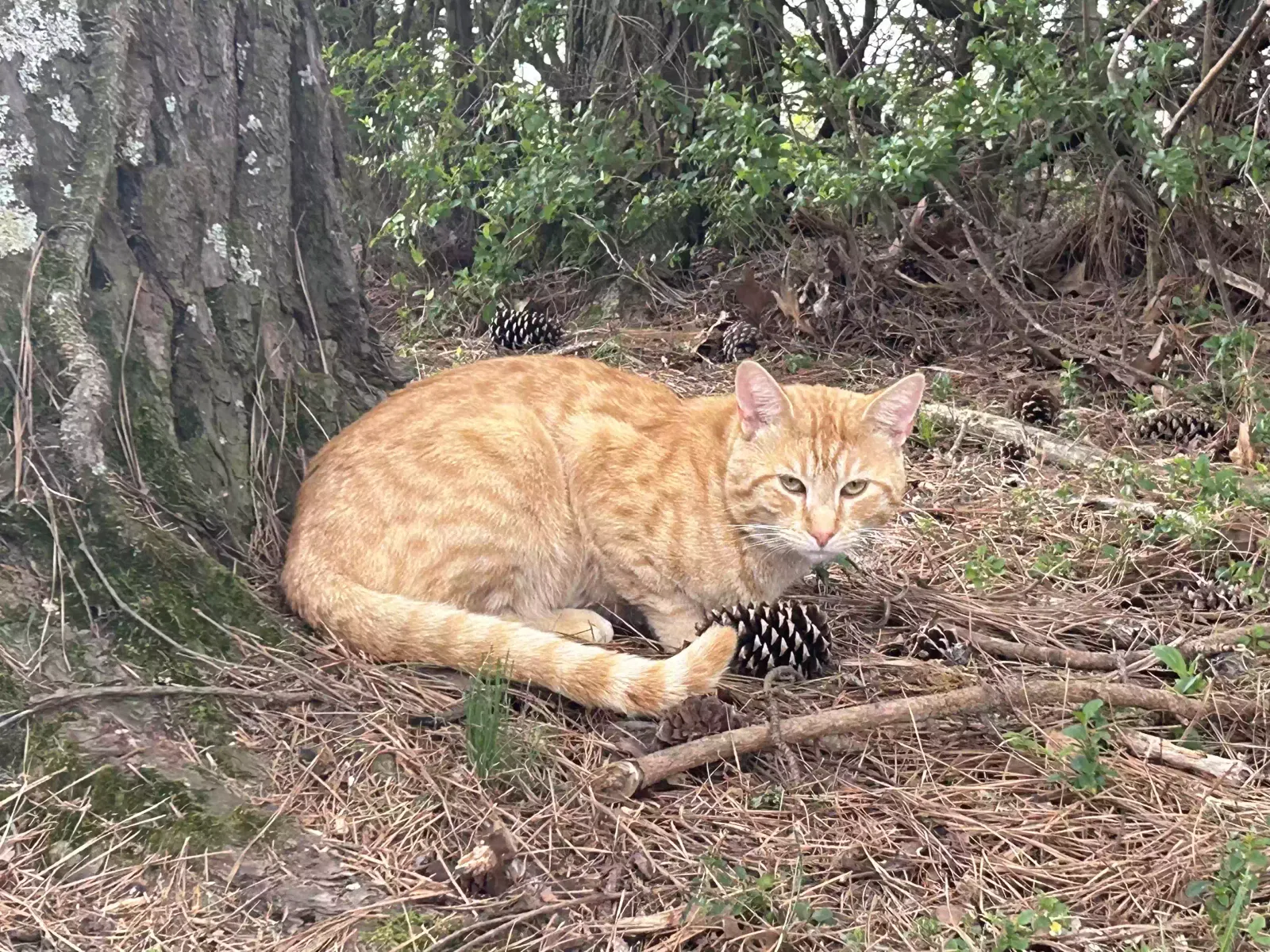 Lost cat in Shelbyville, TN, 37160
