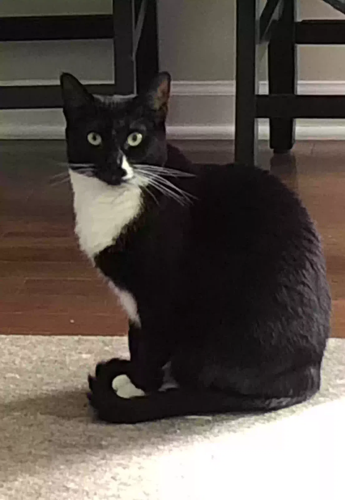 Lost cat in Mount Juliet, TN, 37122