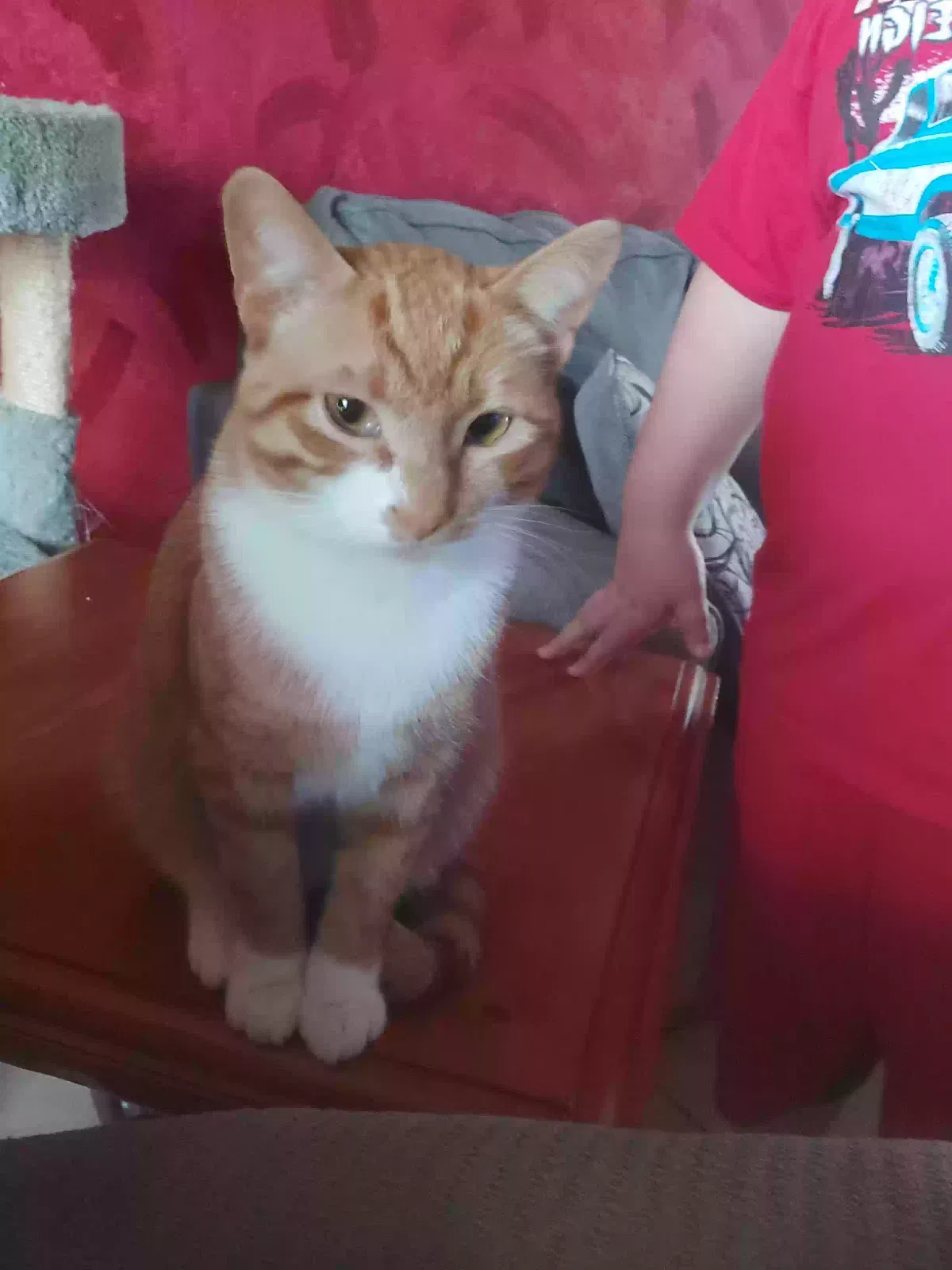 Lost cat in Edmond, OK, 73003