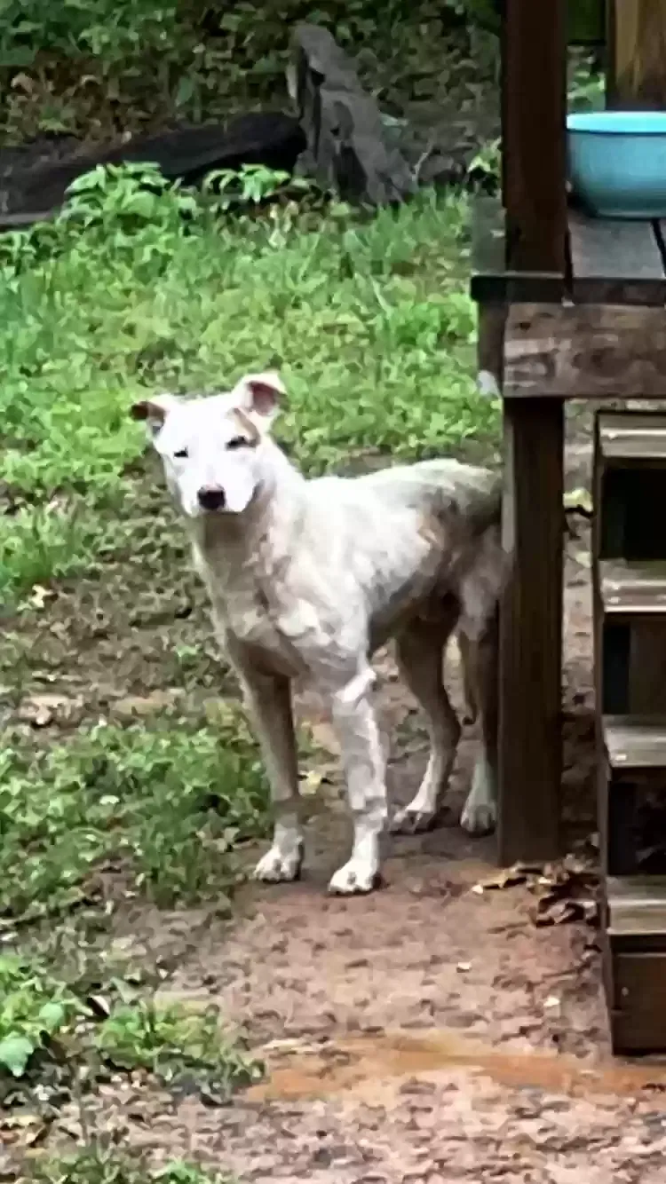 Found dog in Norman, OK, 73026