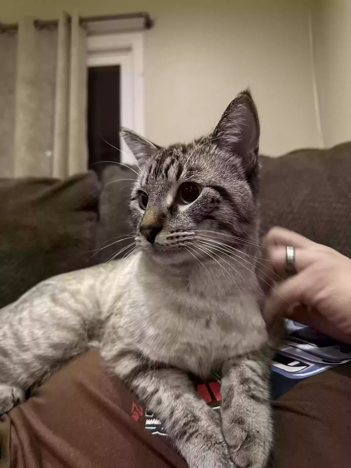 Lost cat in San Diego, CA, 92106