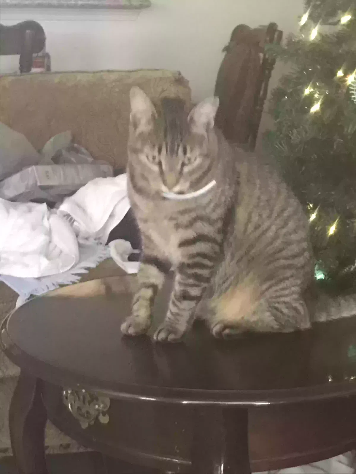 Lost cat in Slidell, LA, 70458