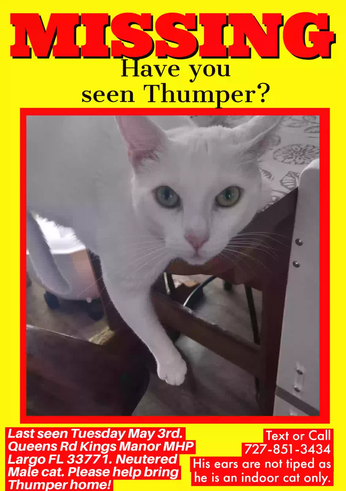 Lost cat in Largo, FL, 33771