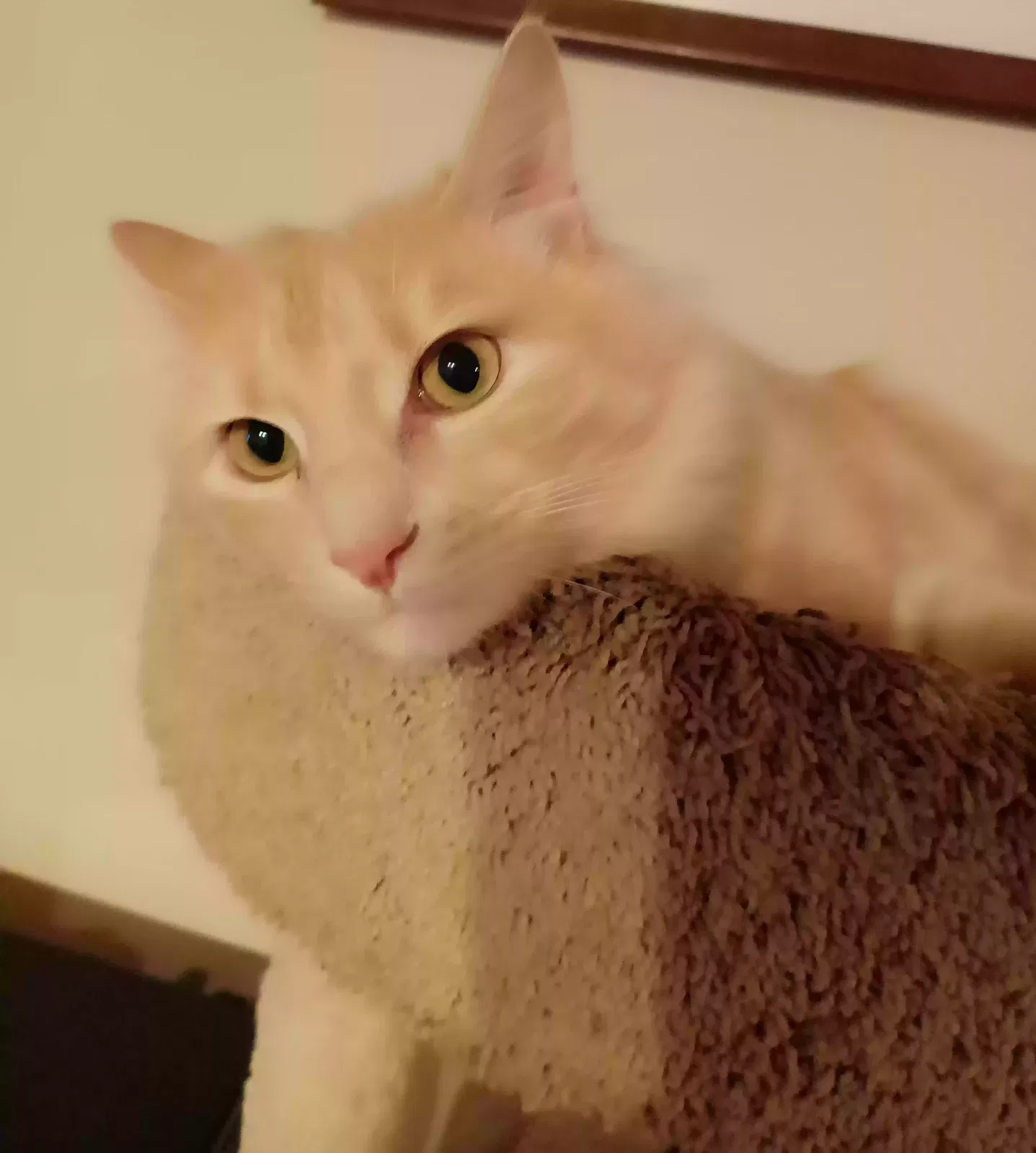 Lost cat in Spokane, WA, 99205