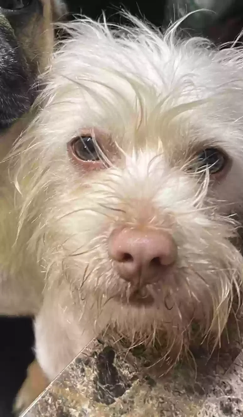 Lost dog in Los Angeles, CA, 90001