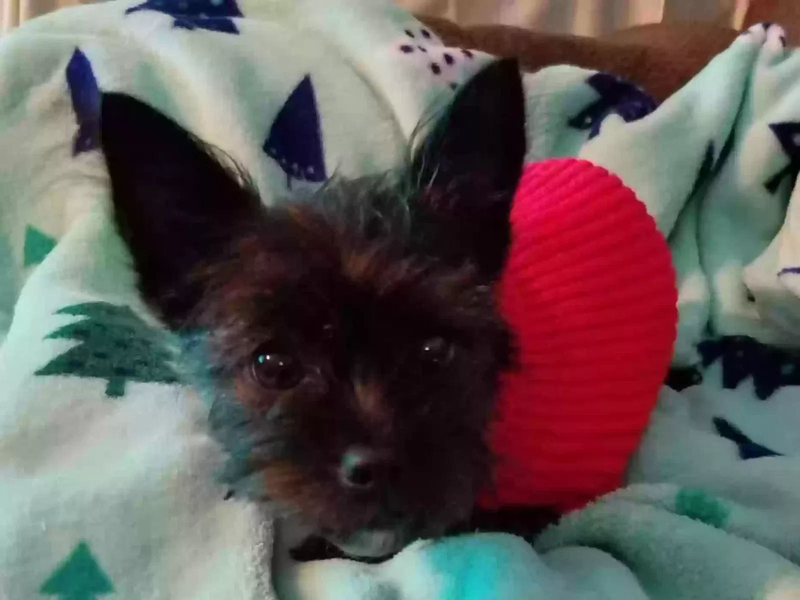 Lost dog in Gladstone, OR, 97027