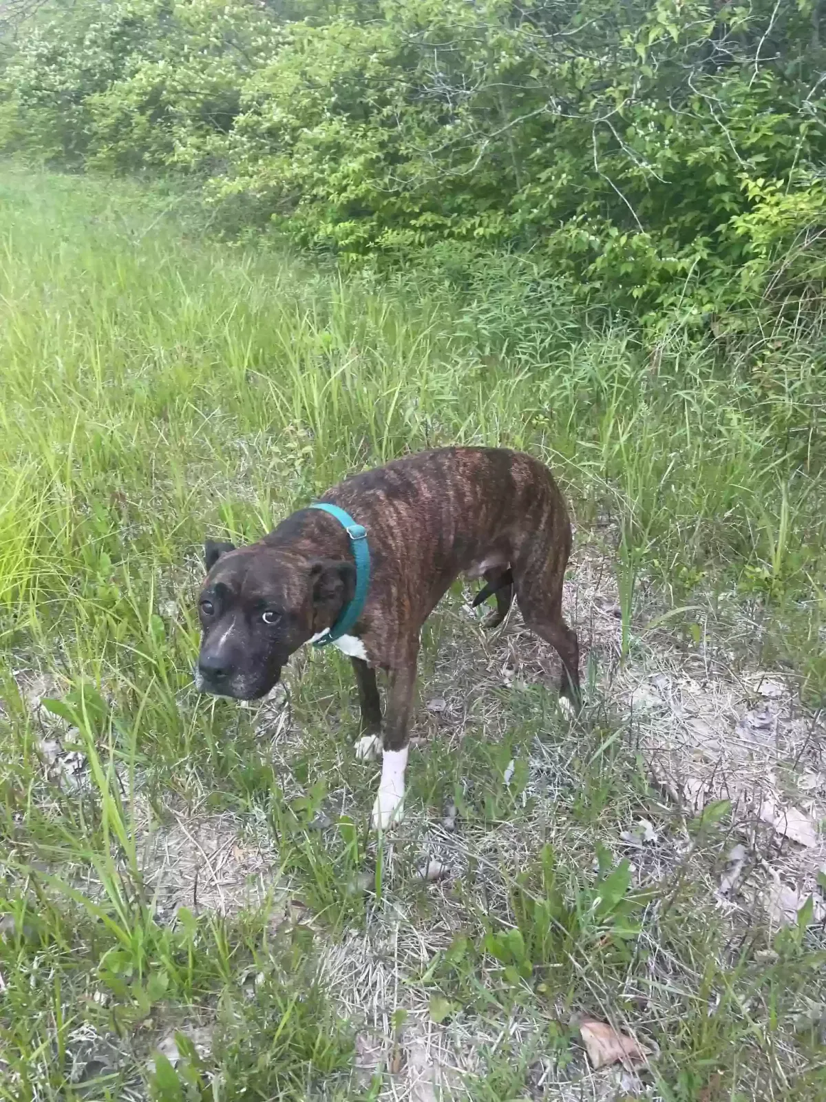 Lost dog in Alton, IL, 62002