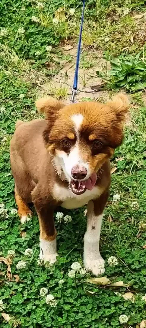 Found dog in Anderson, SC, 29621