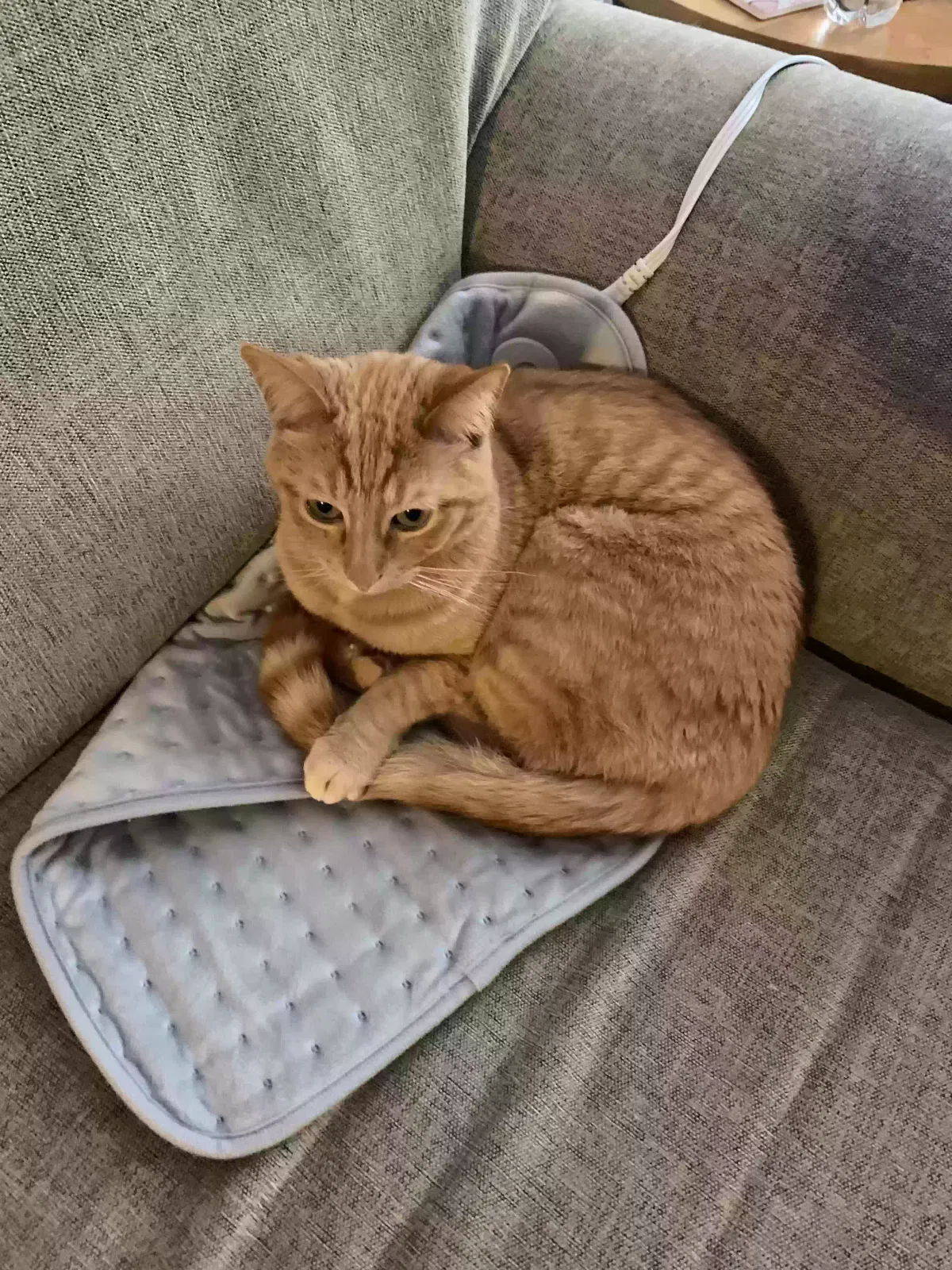 Lost cat in Newark, OH, 43055
