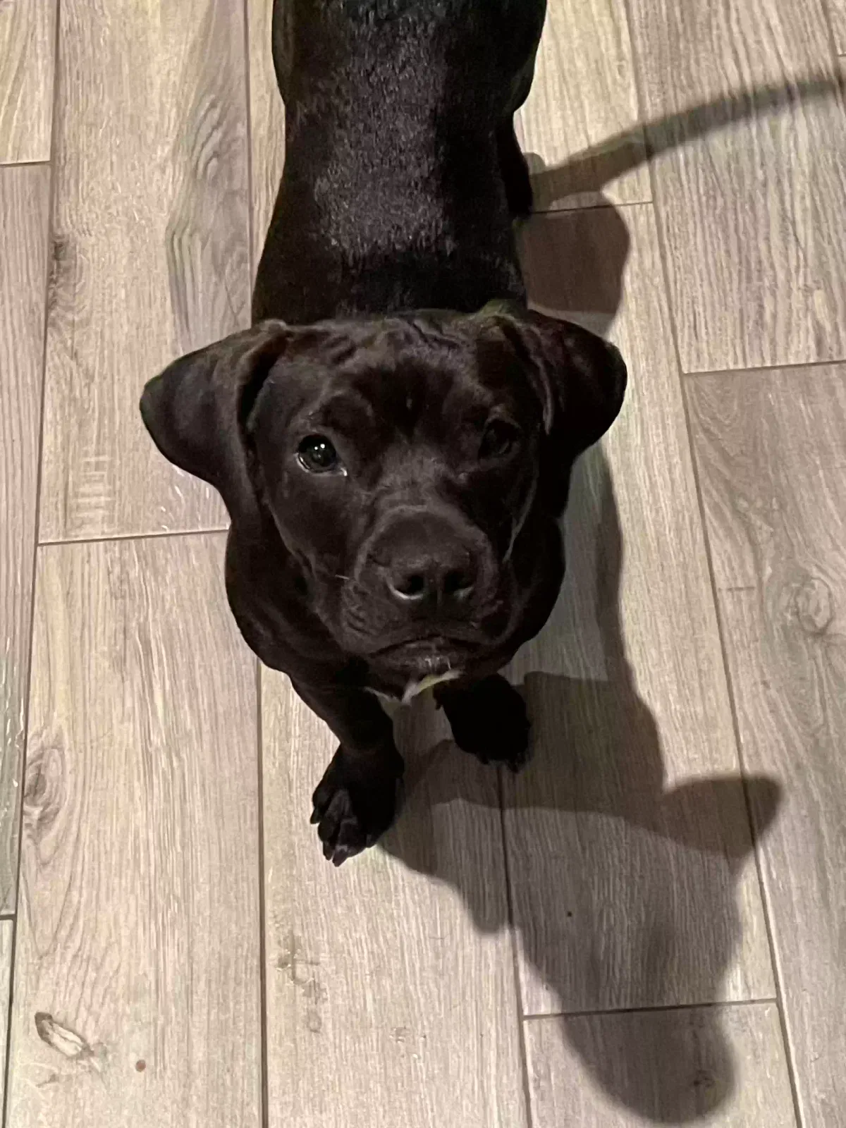 Lost dog in Somerset, PA, 15501