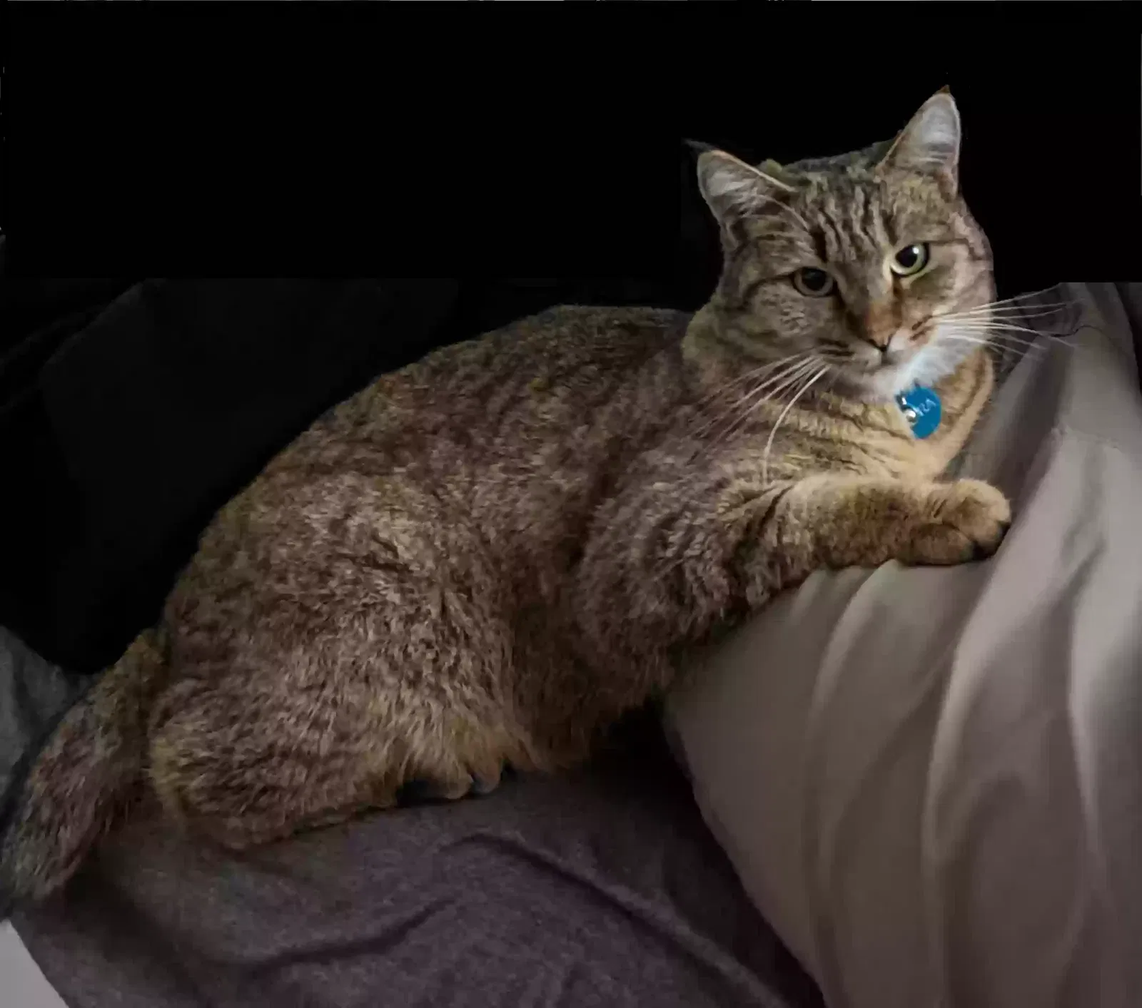 Lost cat in Oakland, CA, 94611