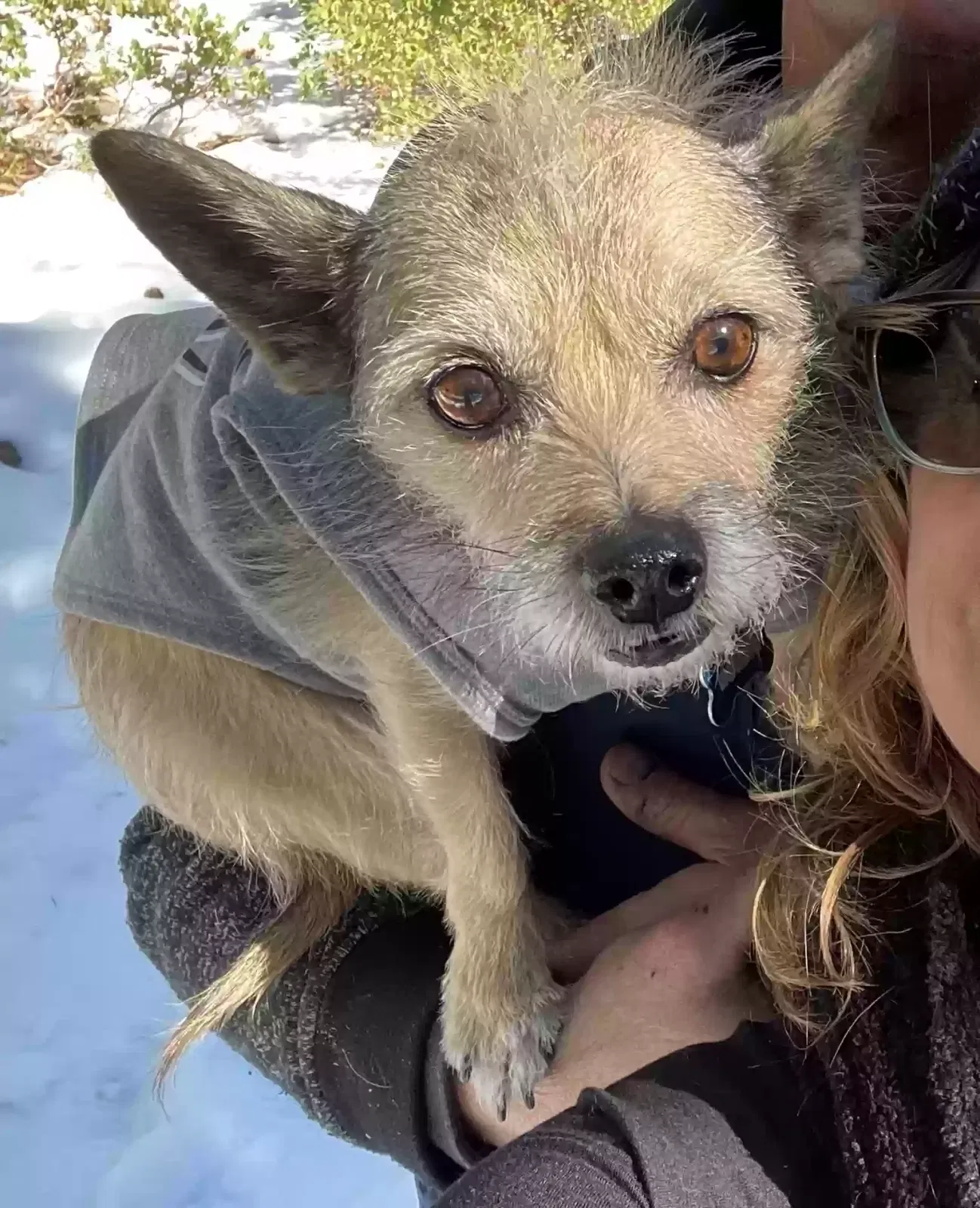 Lost dog in Reno, NV, 89503